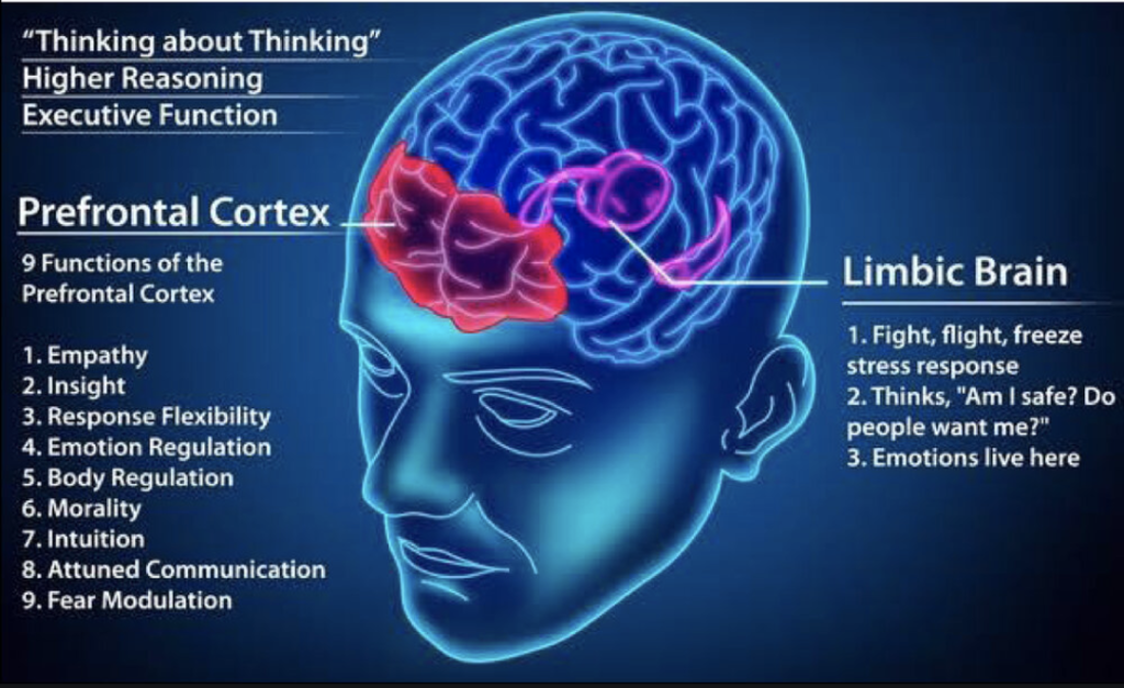 Illustration of the two principle behavior centers of the human brain, as described in The 5 Second Rule.